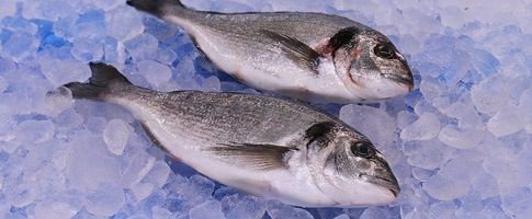 87602 - Guldsparid Hel  (Sea Bream/Dorade)